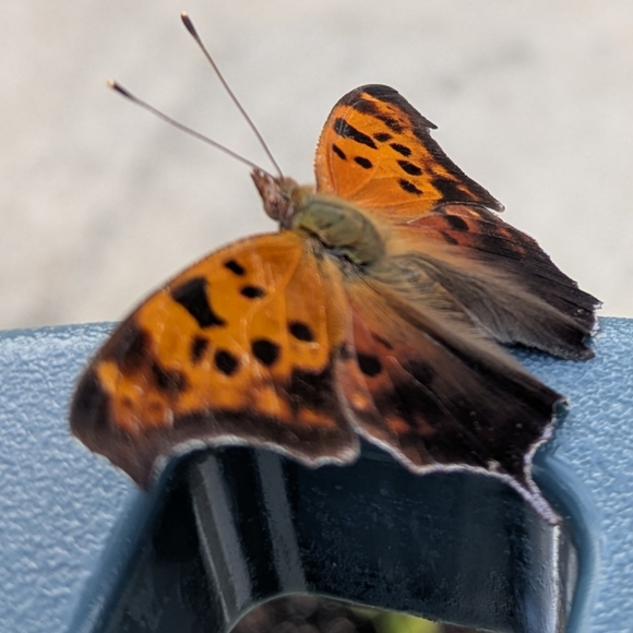 ♥️ - Picture 6 of 11